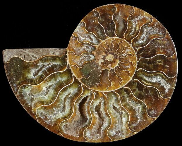Agatized Ammonite Fossil (Half) #68828